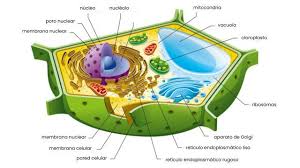 célula vegetal decubre su estructura y