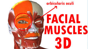 Muscles Of Facial Expression Face Anatomy Part 1