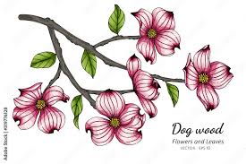 pink dogwood flower and leaf drawing
