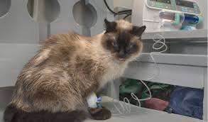 Hope the ringworm goes away! Liver Disorders In Cats Petcoach