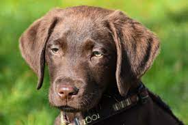 Our black, yellow and chocolate puppies are whelped in our home where they are socialized and prepared to go to their new homes at 8 weeks of age with a limited akc registration. Labrador Retriever Breeders In Florida Breeder Review