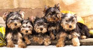6 week old yorkie puppies. 6 Things You Need To Know Before You Get A Yorkie The Yorkie Times