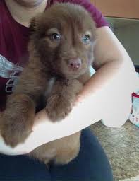 Border collie labrador mix puppies need more food during the winter season than the summer. Chocolate Lab Border Collie Mix Puppies 9 Weeks For Sale In Tacoma Washington Classified Americanlisted Com