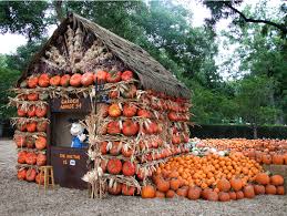 a pumpkin paradise