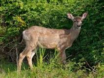 What plants do deer hate the most?