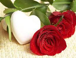 red rose romantic love heart