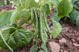 how to plant and grow bush beans