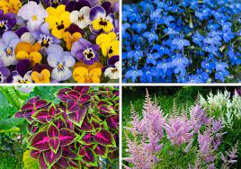 As opposed to annuals which live only 1 season, perennials come back year selecting the right perennial can be daunting for new england gardeners. 30 Pretty Shade Loving Flowers Home Stratosphere