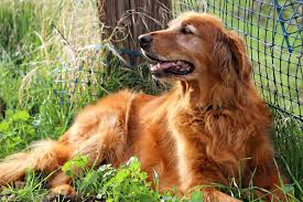 Or thinking about getting a golden retriever puppy? Golden Retriever Rescues In Michigan Adopt A Golden Retriever Near You Golden Hearts