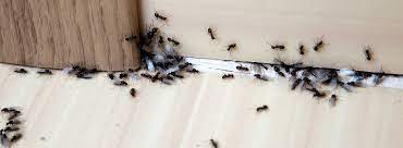 natural ant repellents diy ant control
