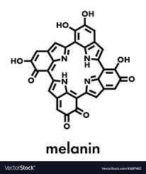 melanin eumelanin proposed oligomeric
