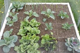 Square Foot Gardening Best Utilizes