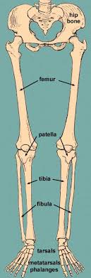 He leg's main function in the human is for locomotion and support of the rest of the body. Lower Limb Bones