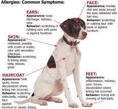 what to do when your pet has allergies
