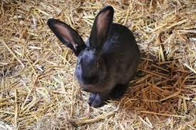 do rabbits need bedding which is best