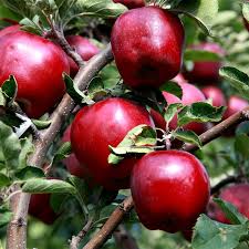 Starkspur Red Delicious Apple Tree