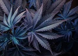Purple haze was made world famous after the legendary rock star jimi hendrix dedicated a song to it in 1967. Purple Haze Issues On Cannabis Legalization Frontiers Research Topic