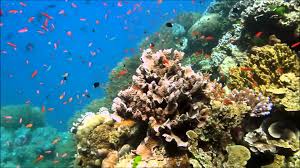 Terumbu karang adalah terumbu karang tropis yang paling beragam dan struktural kompleks dari semua masyarakat kelautan. Terumbu Karang Di Indonesia 1920x1080 Download Hd Wallpaper Wallpapertip