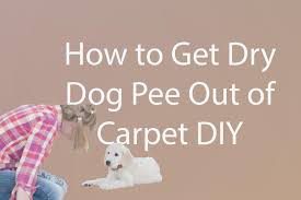dried dog out of carpet diy
