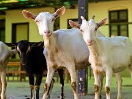Nutritional Facts About Goat Meat You Should Know Times Of