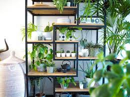 Houseplants For Small Apartments