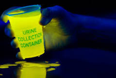 Does human urine glow under black light?