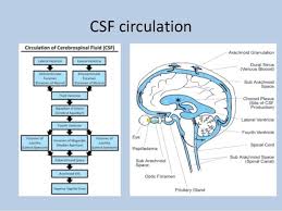 Csf Circulation Diagram Wiring Diagram Images Gallery