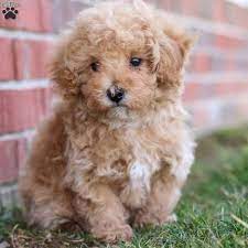snuggles toy poodle puppy in