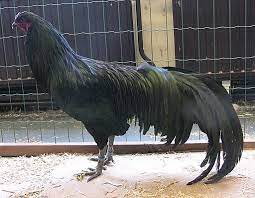 Big black cock chicken