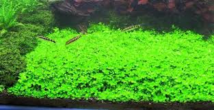 easy carpet live aquarium plant