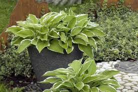 Winterharte balkonpflanzen, welche selektionen sind zu empfehlen? Kubelpflanzen Die Besten Arten Fur Terrasse Garten Co Zuhausewohnen