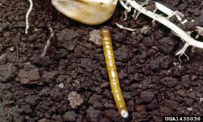 wireworms and corn
