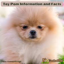 toy pomeranian information and
