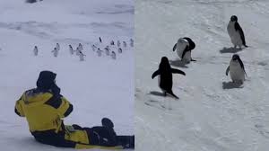 adorable penguins marvel at antarctic