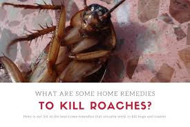 kill roaches and roaches