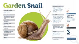 garden snail at least 5 things you