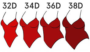 D Cup Double Dd Breasts Breast Size Comparison D Boobs