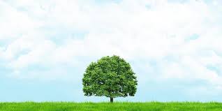 tree stock photos images and
