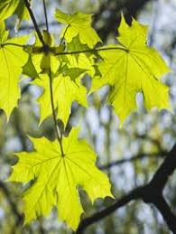 How To Identify Maple Tree Varieties Lovetoknow