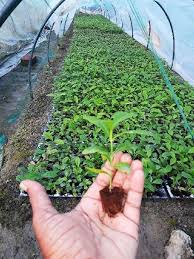 whole plant nursery supplier at rs