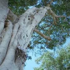 Whereas many home improvement jobs are easy to measure and cost up, based on a price per square metre or similar, with tree surgery tree stump removal costs. Tree Services Albuquerque Brothers Sons Trees