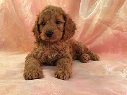 Cockapoo pups get to be slightly larger than most other poodle mixes. Professionally Bred Red Cockapoo Pups Ia Mn Il Wi