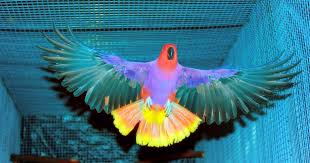 Eclectus Parrot Subspecies Identification Parrot Facts