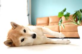 do dog nails scratch wood floors