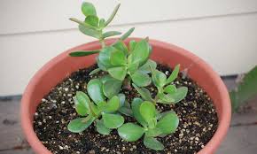 They need full sun in order to grow properly. Jade Plant Propagation How To Make Money Plants Epic Gardening