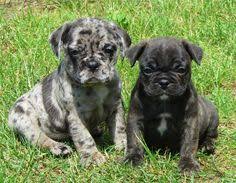 However, this courageous and dependable dog. 160 Pug Mix Ideas Pug Mix Pugs Puppies