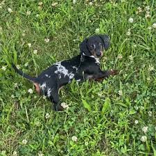 clemons mini dachshunds of tennessee in