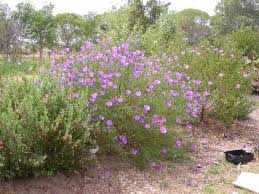 Planted in clumps of three gives a good impact. Alyogyne Aussie Purple Tm Aussie Colours