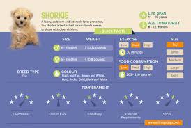Shorkie A Complete Guide To The Shih Tzu Yorkie Mix All
