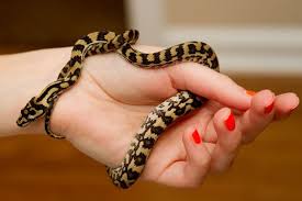 jungle carpet python facts and pictures